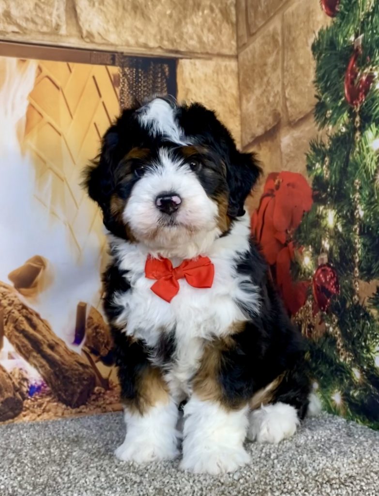 Photo of Mr. Gavin the Mini-Bernedoodle puppy