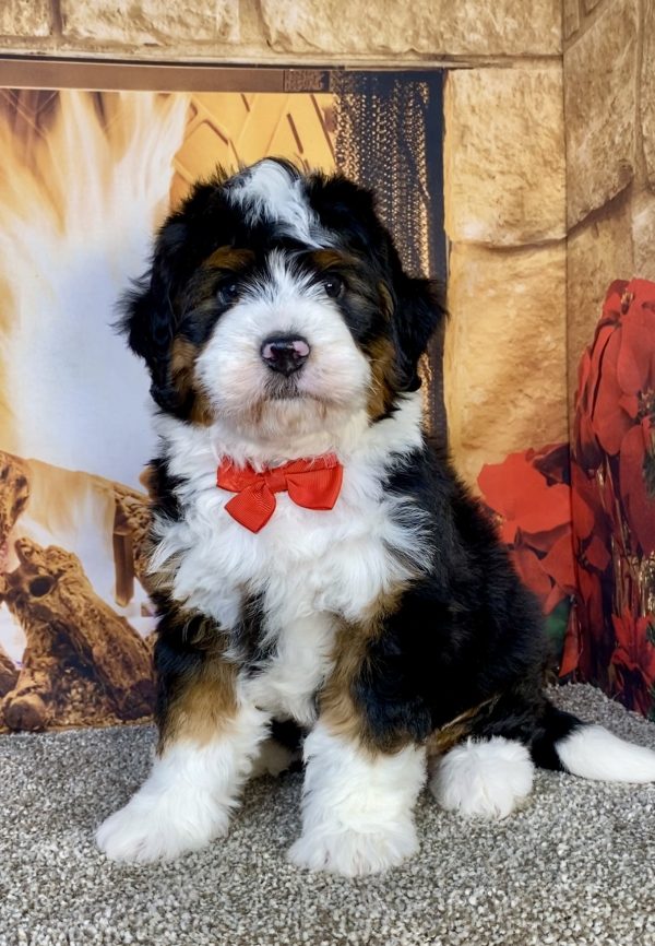 Photo of Mr. Gavin the Mini-Bernedoodle puppy