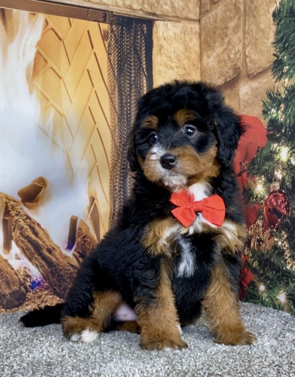 Photo of Mr. George the Mini-Bernedoodle puppy