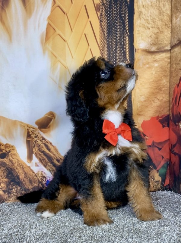 Photo of Mr. George the Mini-Bernedoodle puppy