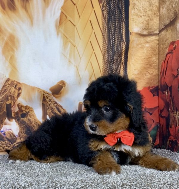 Photo of Mr. George the Mini-Bernedoodle puppy