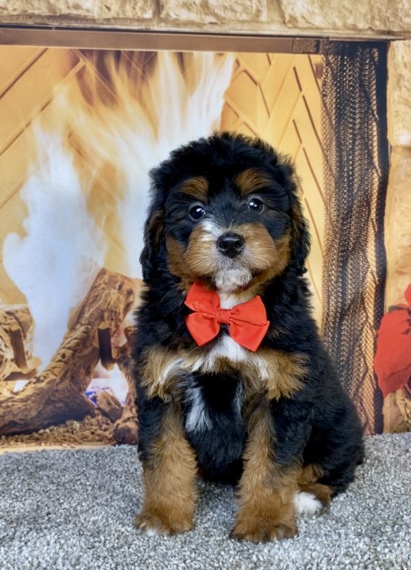 Photo of Mr. George the Mini-Bernedoodle puppy