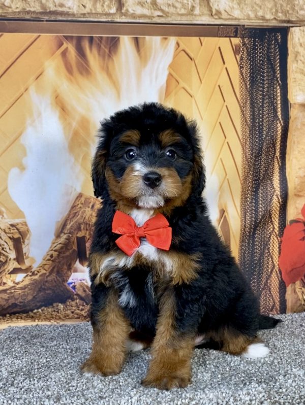 Photo of Mr. George the Mini-Bernedoodle puppy