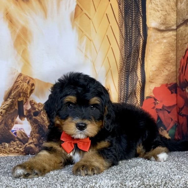 Photo of Mr. Glen the Mini-Bernedoodle puppy