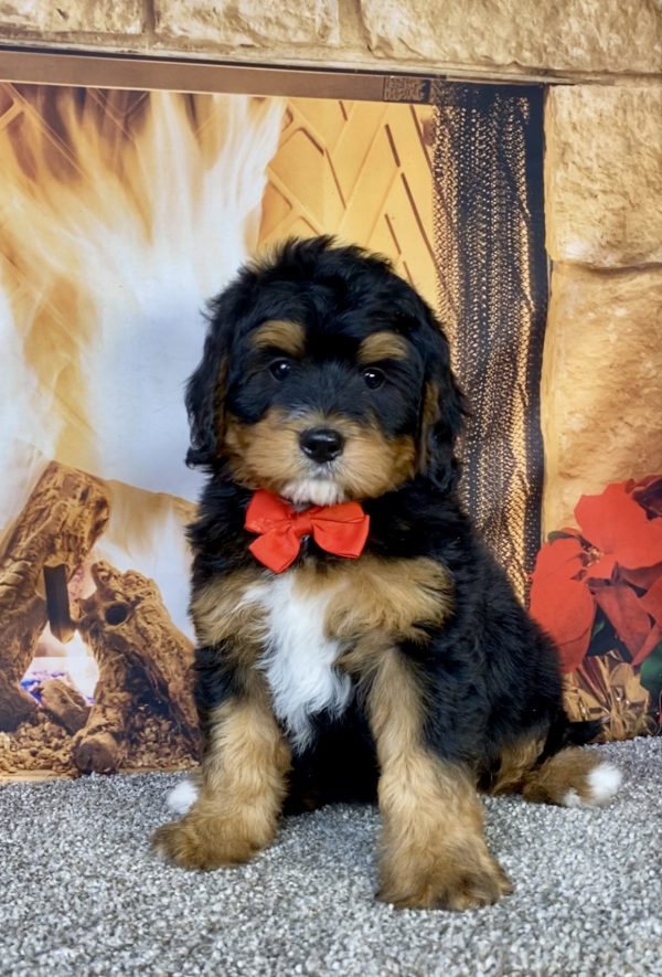 Photo of Mr. Glen the Mini-Bernedoodle puppy