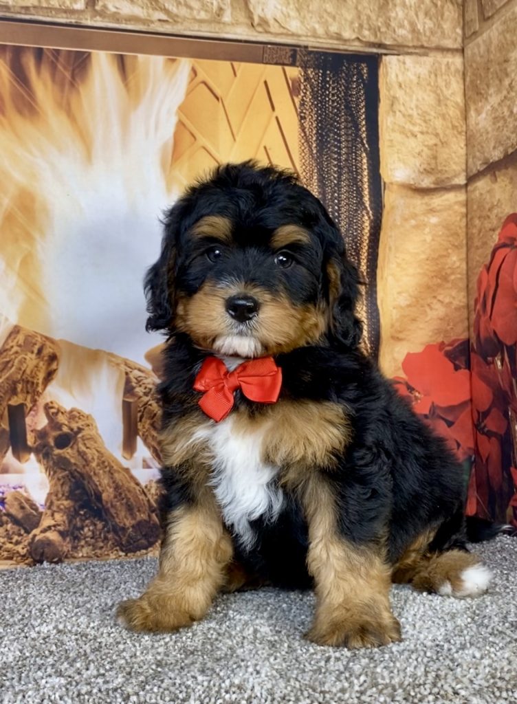 Photo of Mr. Glen the Mini-Bernedoodle puppy
