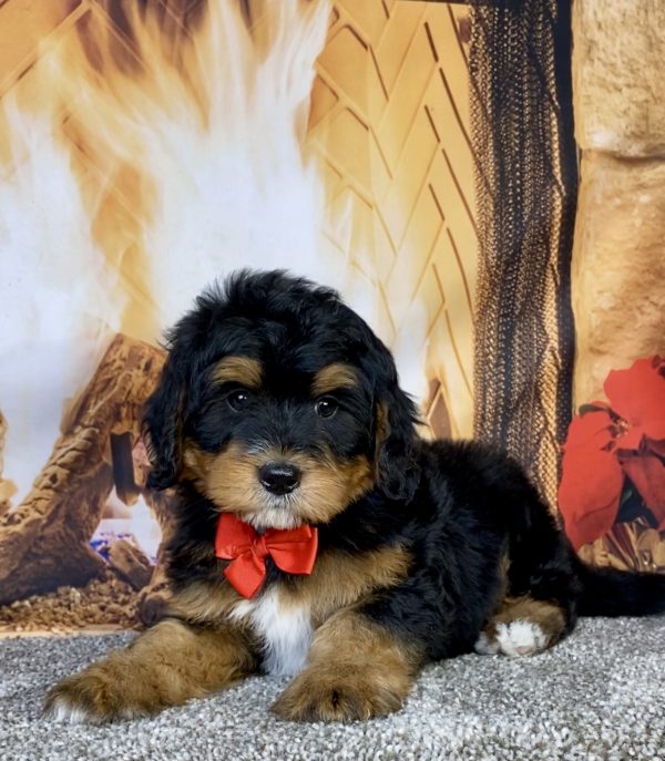 Photo of Mr. Glen the Mini-Bernedoodle puppy