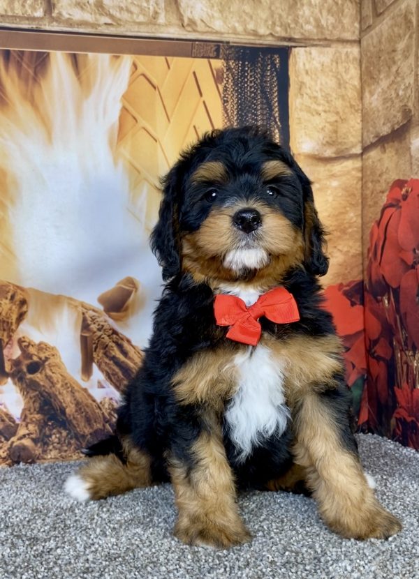 Photo of Mr. Glen the Mini-Bernedoodle puppy