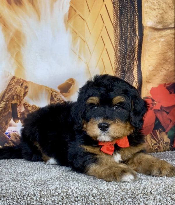 Photo of Mr. Glen the Mini-Bernedoodle puppy