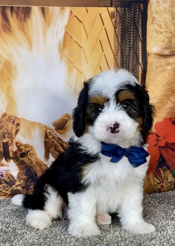 Photo of Mr. Gus the Mini-Bernedoodle puppy