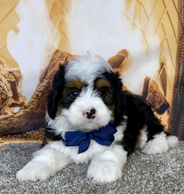 Photo of Mr. Gus the Mini-Bernedoodle puppy
