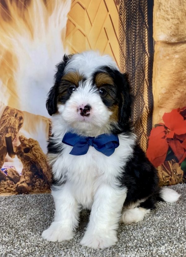 Mr. Gus the  Mini-Bernedoodle puppy