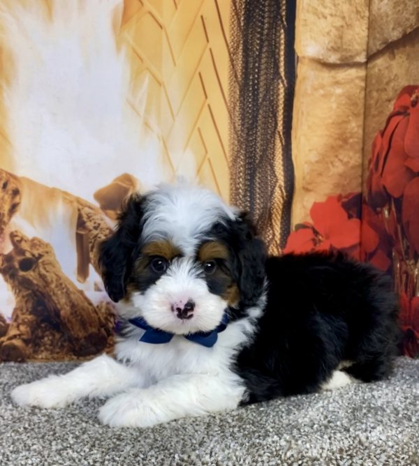 Photo of Mr. Gus the Mini-Bernedoodle puppy