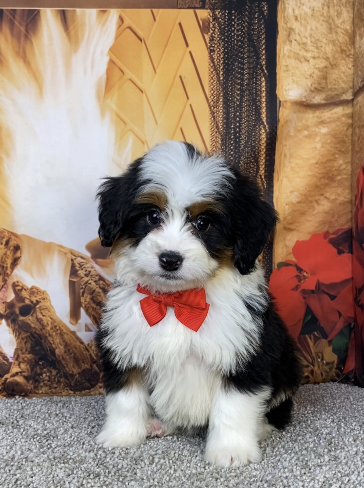 Photo of Mr. Hank the Mini-Bernedoodle puppy