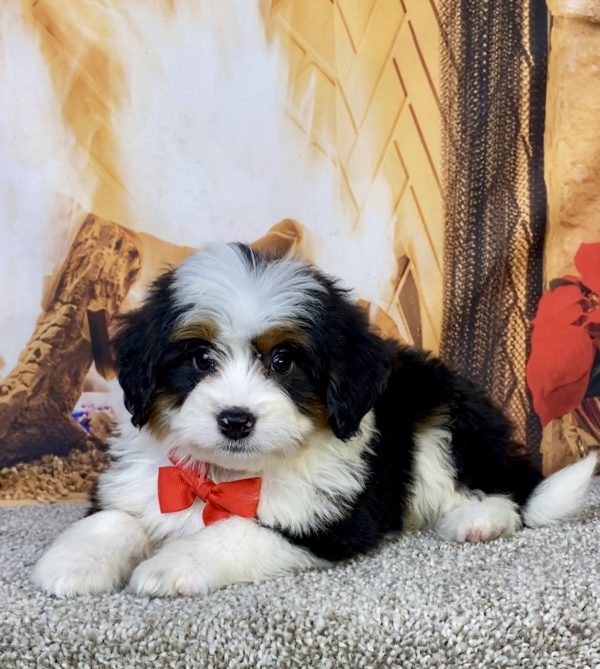 Photo of Mr. Hank the Mini-Bernedoodle puppy
