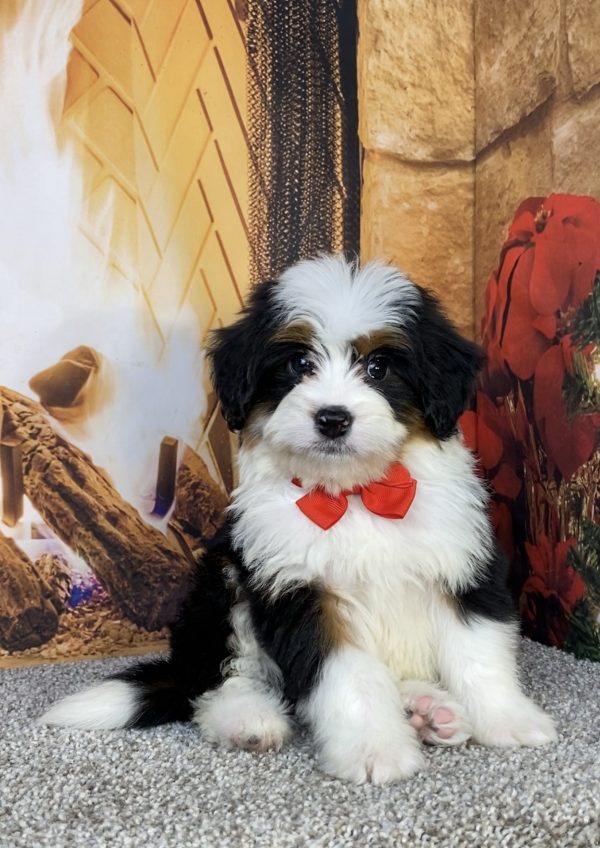 Photo of Mr. Hank the Mini-Bernedoodle puppy