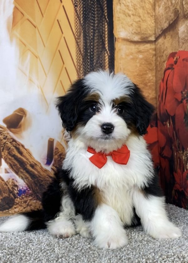 Photo of Mr. Hank the Mini-Bernedoodle puppy