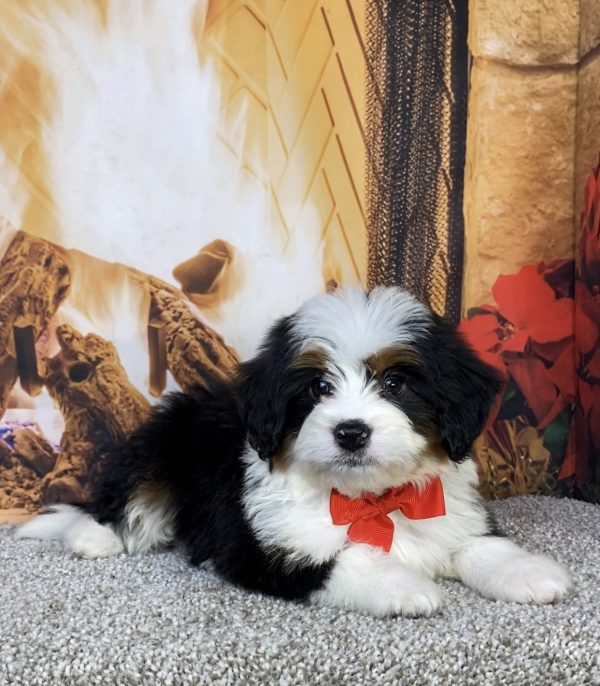 Photo of Mr. Hank the Mini-Bernedoodle puppy