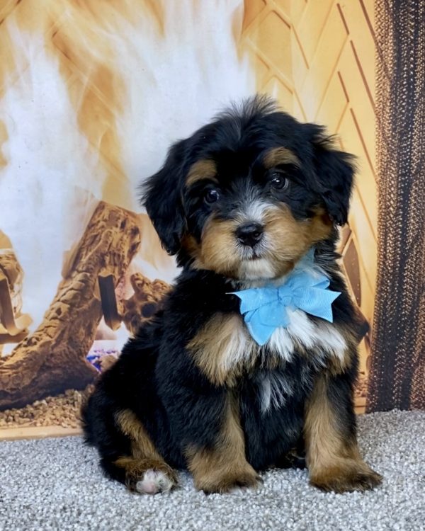 Mr. Hector the  Mini-Bernedoodle puppy