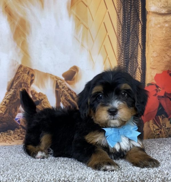 Photo of Mr. Hector the Mini-Bernedoodle puppy