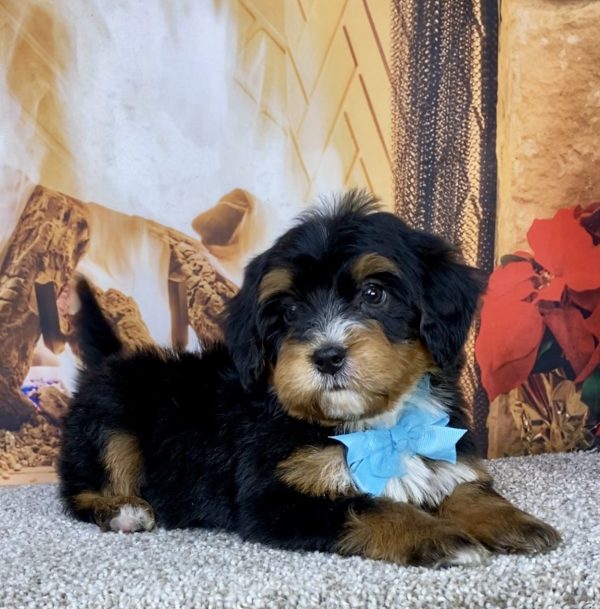 Photo of Mr. Hector the Mini-Bernedoodle puppy