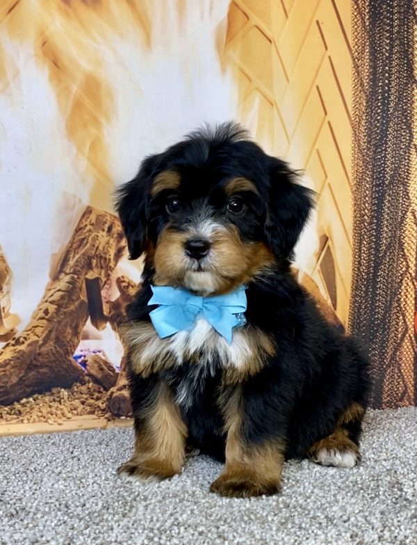 Photo of Mr. Hector the Mini-Bernedoodle puppy