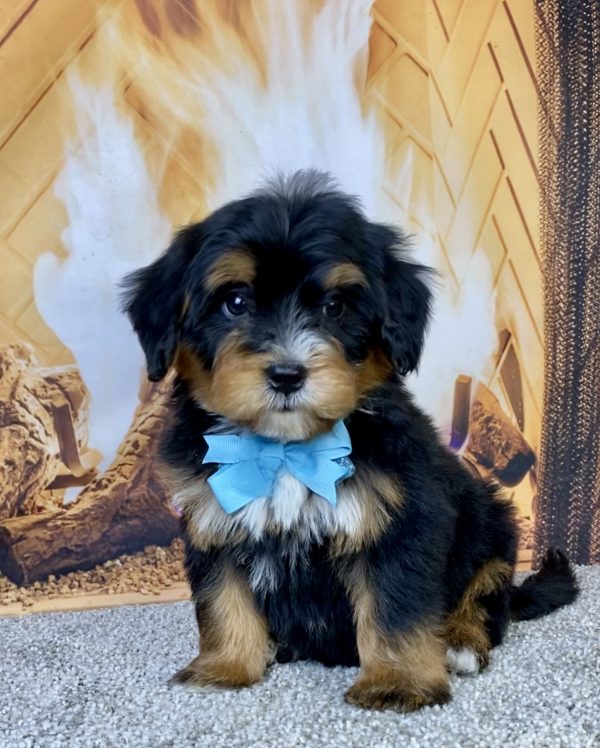 Photo of Mr. Hector the Mini-Bernedoodle puppy