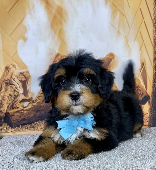 Photo of Mr. Hector the Mini-Bernedoodle puppy