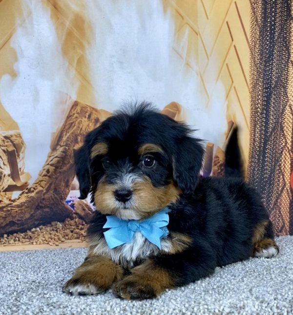 Photo of Mr. Hector the Mini-Bernedoodle puppy