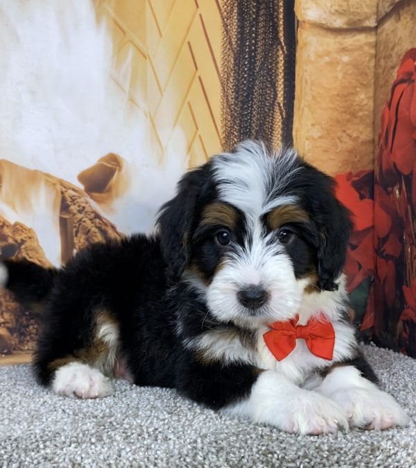 Mr. Hero the  Mini-Bernedoodle puppy