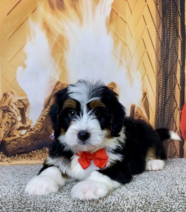 Photo of Mr. Hero the Mini-Bernedoodle puppy