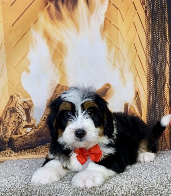 Photo of Mr. Hero the Mini-Bernedoodle puppy