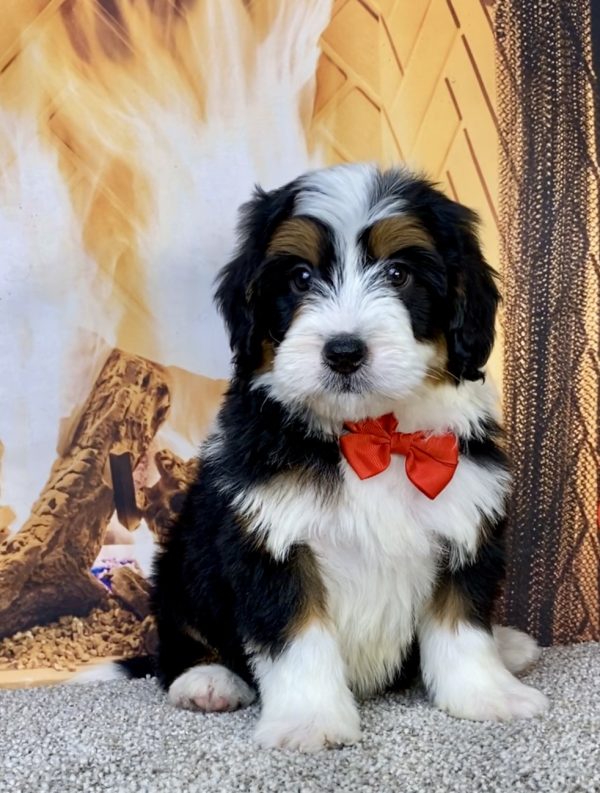 Photo of Mr. Hero the Mini-Bernedoodle puppy