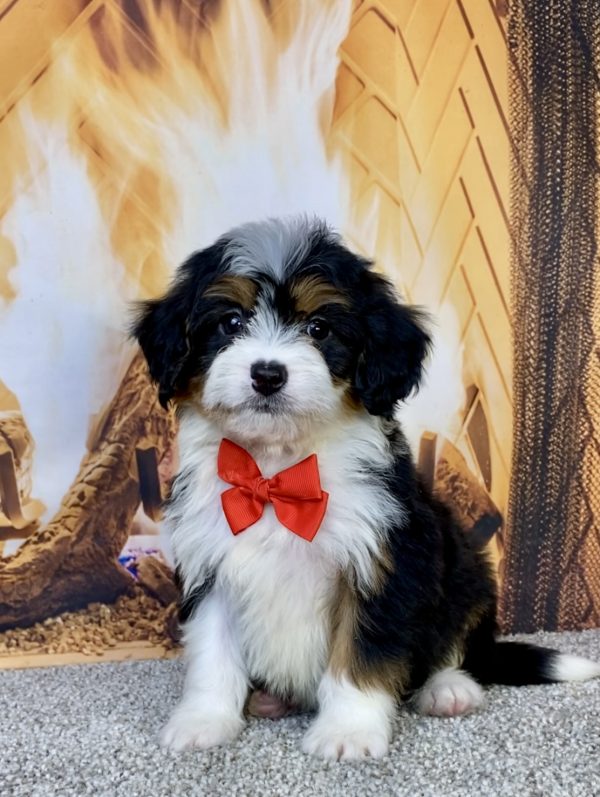 Mr. Hobbs the  Mini-Bernedoodle puppy