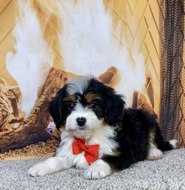 Photo of Mr. Hobbs the Mini-Bernedoodle puppy