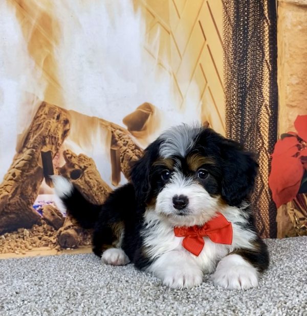 Photo of Mr. Hobbs the Mini-Bernedoodle puppy