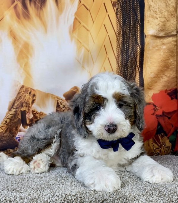 Mr. Icon the F2 Mini-Bernedoodle puppy