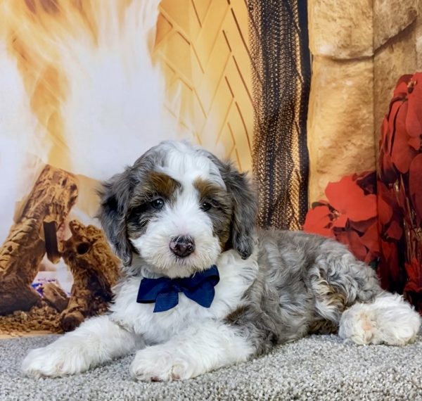 Photo of Mr. Icon the F2 Mini-Bernedoodle puppy