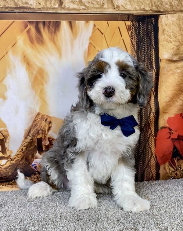 Photo of Mr. Icon the F2 Mini-Bernedoodle puppy