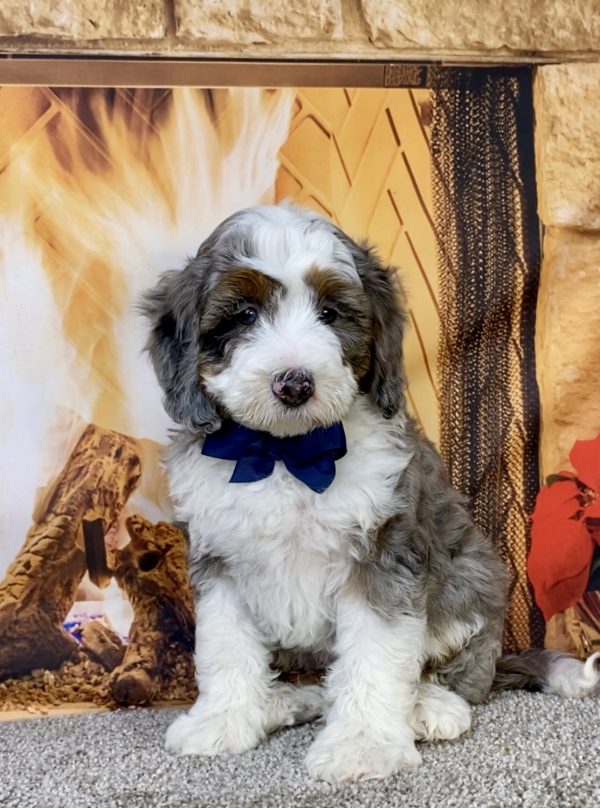 Photo of Mr. Icon the F2 Mini-Bernedoodle puppy