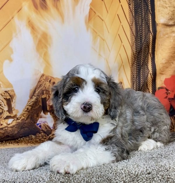 Photo of Mr. Icon the F2 Mini-Bernedoodle puppy