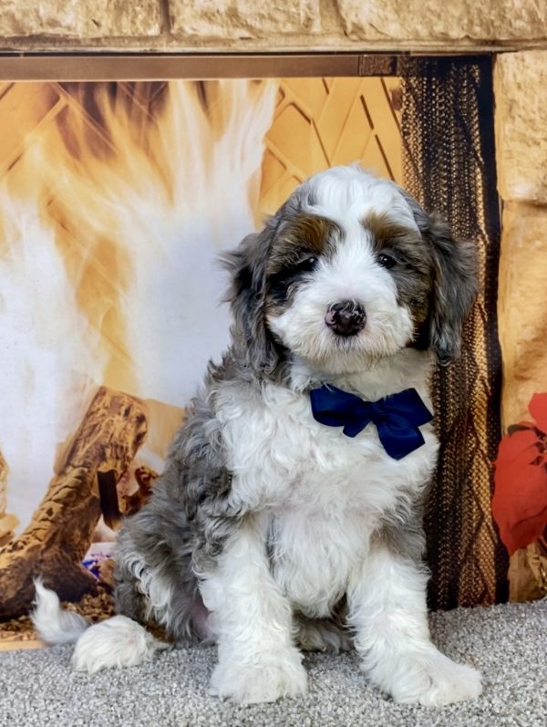Photo of Mr. Icon the F2 Mini-Bernedoodle puppy