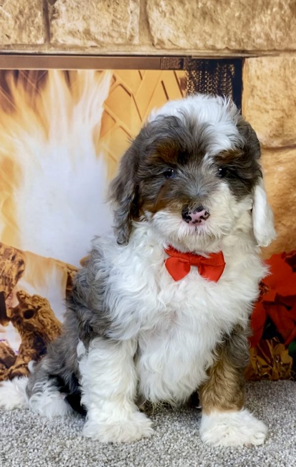 Mr. Ivo the F2 Mini-Bernedoodle puppy