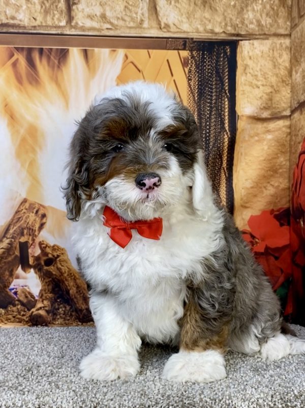 Photo of Mr. Ivo the F2 Mini-Bernedoodle puppy