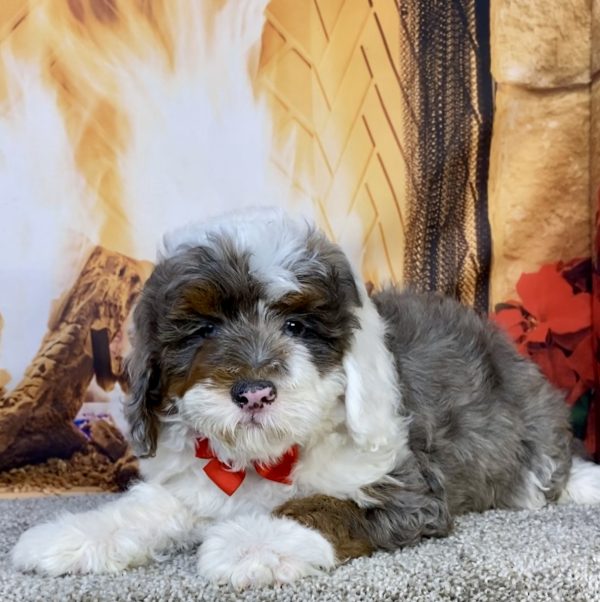 Photo of Mr. Ivo the F2 Mini-Bernedoodle puppy