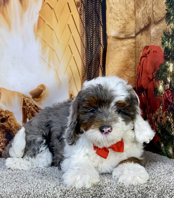 Photo of Mr. Ivo the F2 Mini-Bernedoodle puppy