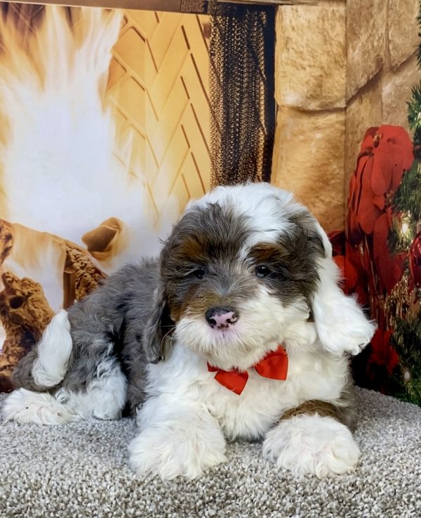 Photo of Mr. Ivo the F2 Mini-Bernedoodle puppy