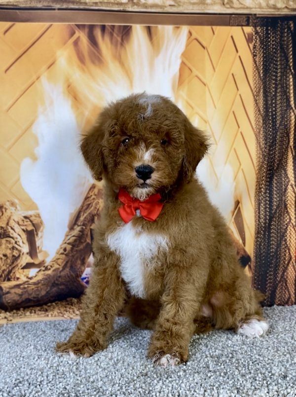 Mr. Ken the F1B Mini-Bernedoodle puppy
