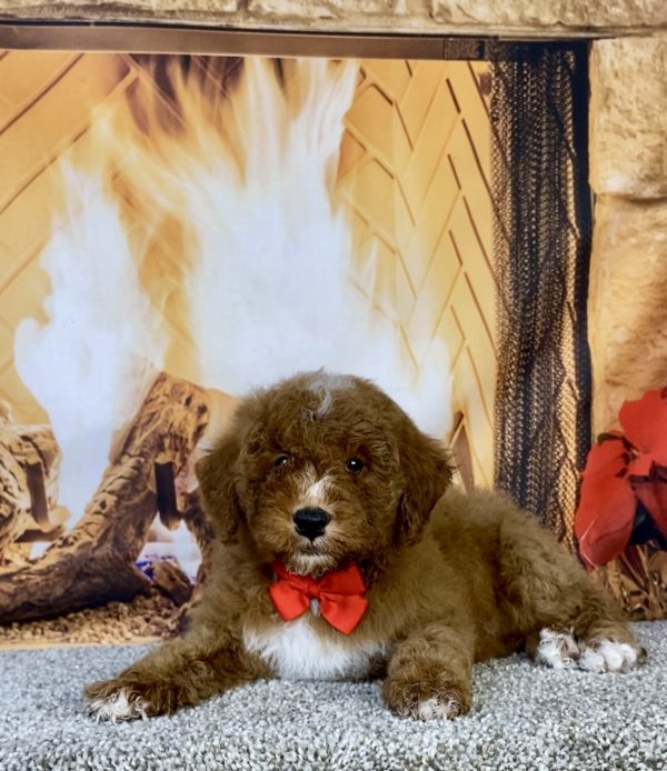 Photo of Mr. Ken the F1B Mini-Bernedoodle puppy