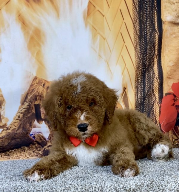 Photo of Mr. Ken the F1B Mini-Bernedoodle puppy